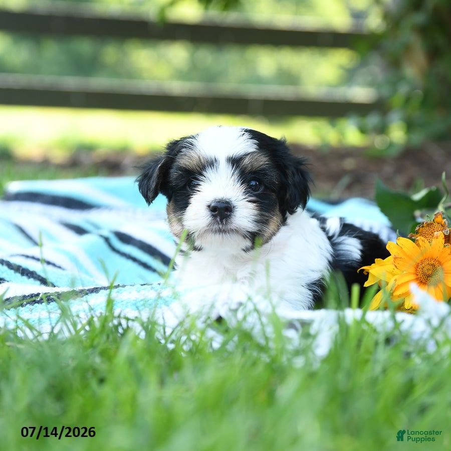 Mixed Breed dogs Mochi - Ad 1