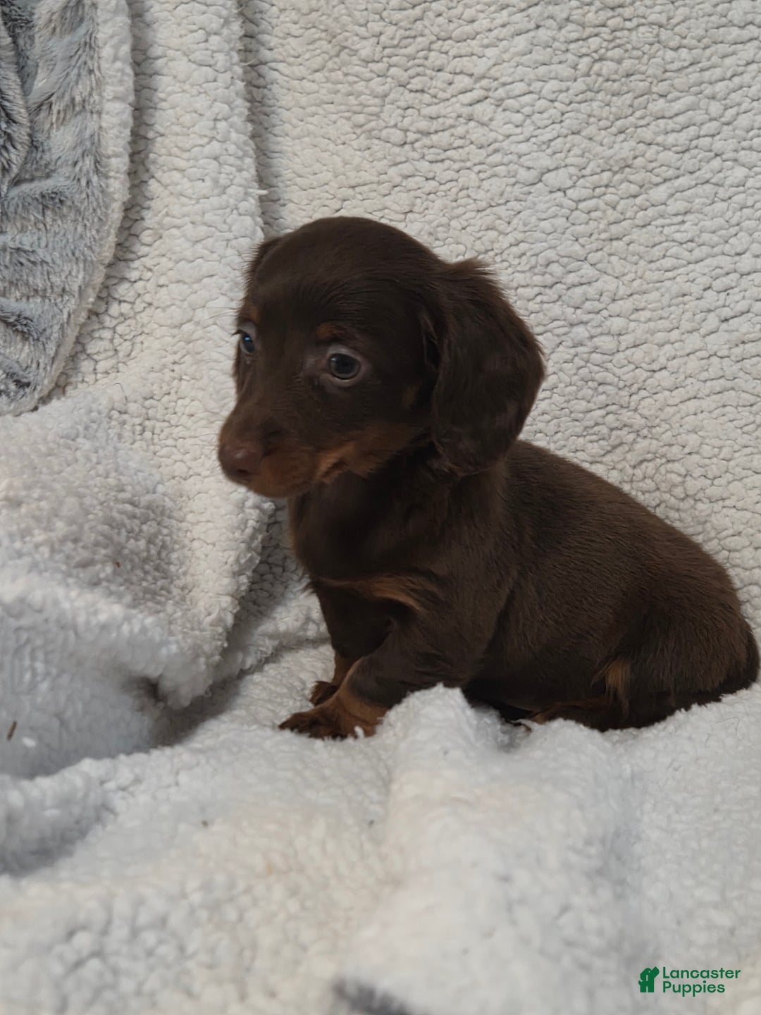 Miniature Dachshund dogs for sale: Miniature Dachshund Puppy 3 - Ad 3