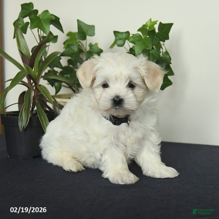Maltese dogs Orchid - Ad 2