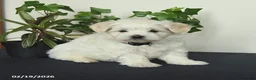 Maltese dogs for sale: Orchid - Ad 2