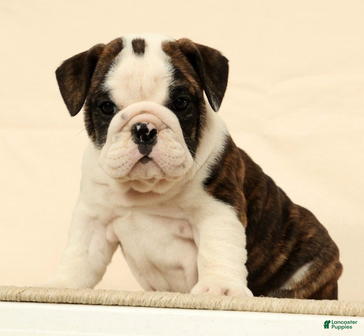 English Bulldog dogs Petunia - Ad 2