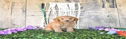 Mini Goldendoodle dogs for sale: Mr Thistle - Ad 3