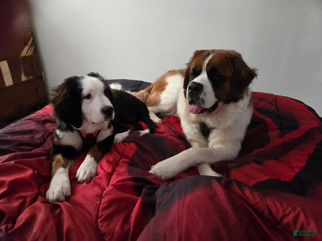 Mixed Breed dogs for sale: Zues - Ad 53