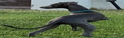 Italian Greyhound dogs for sale: Ace - Ad 6