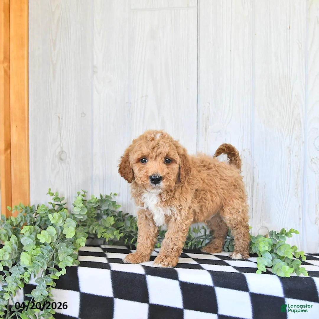 Mini Goldendoodle dogs for sale: Rocky - Ad 2