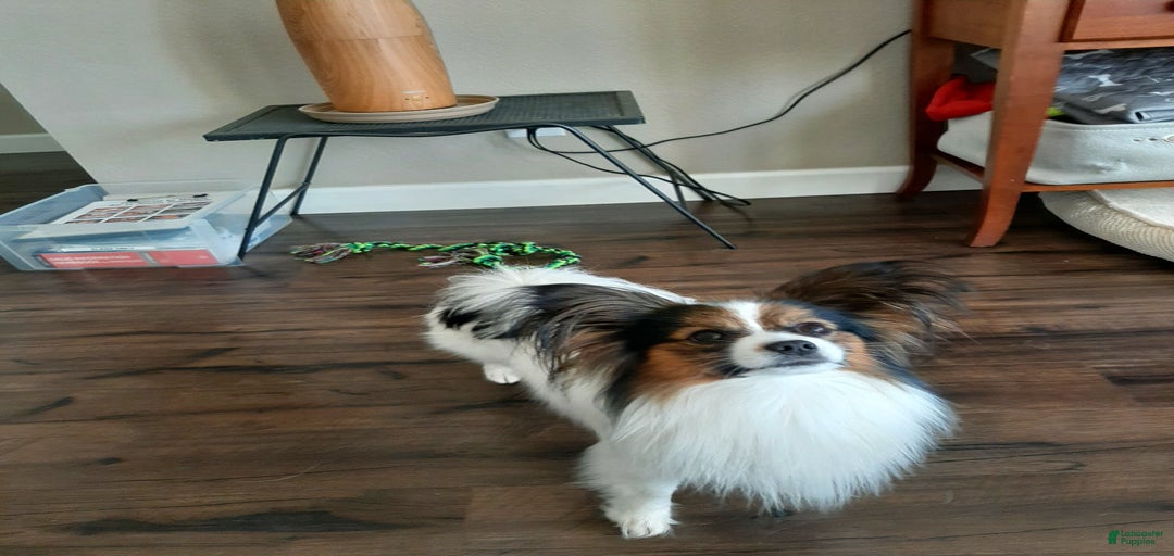 Gallery Image {{count}}