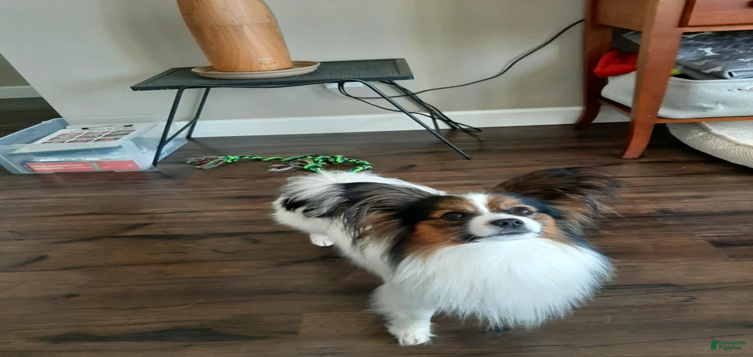 Gallery Image {{count}}