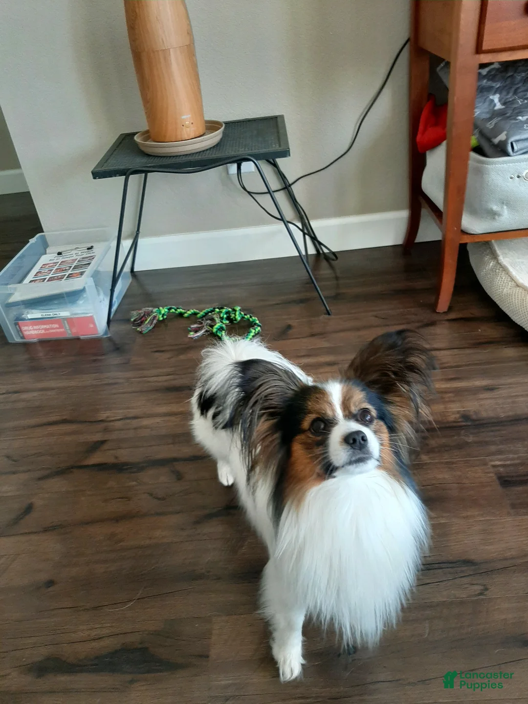 Gallery Image {{count}}