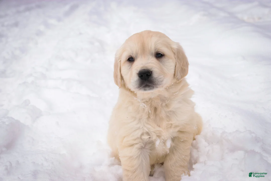 Golden Retriever dogs for sale: Raine - Ad 5