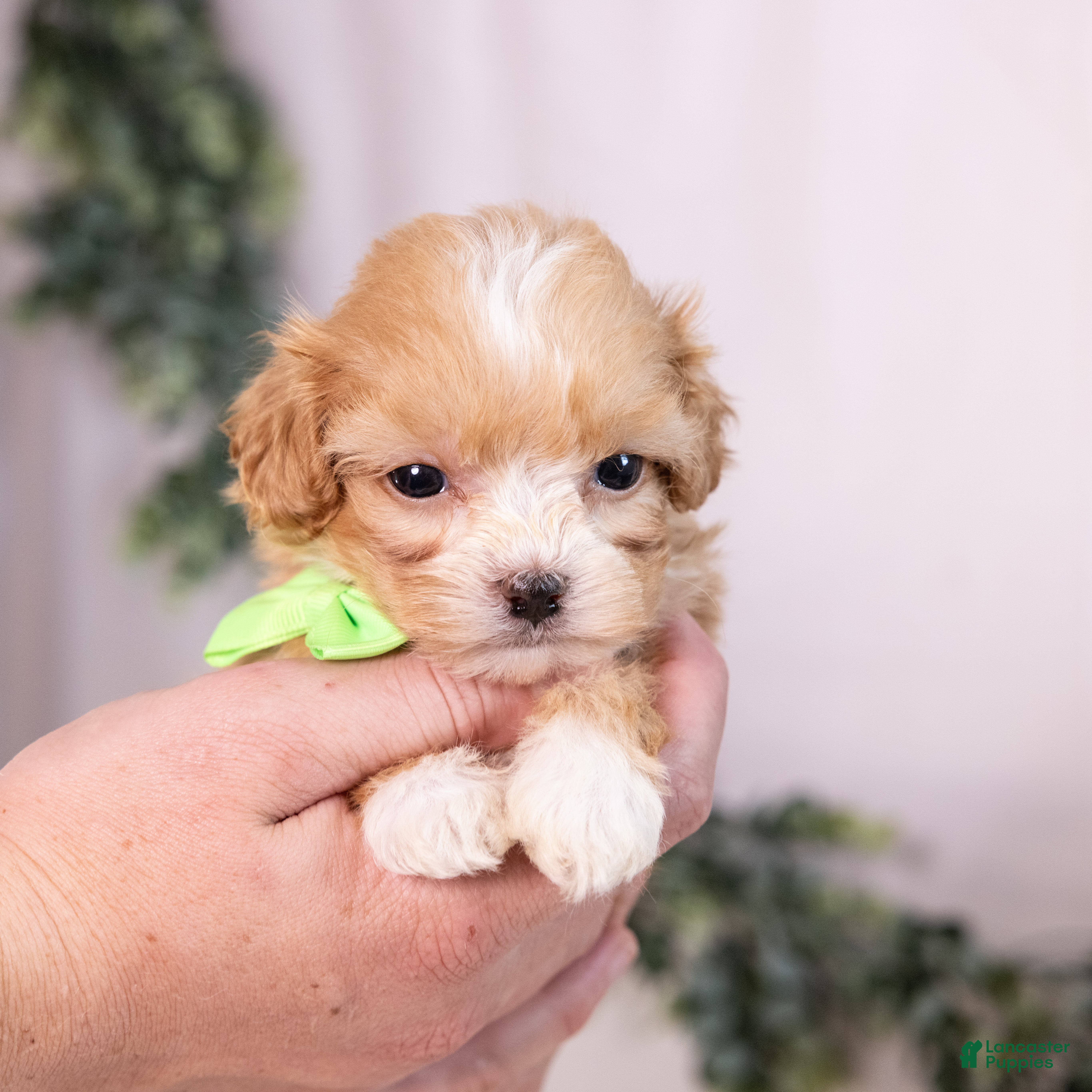 Teddy Bear dogs for sale: Elmo - Ad 4