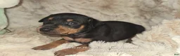 Miniature Pinscher dogs for sale: Mona black and rust  - Ad 11