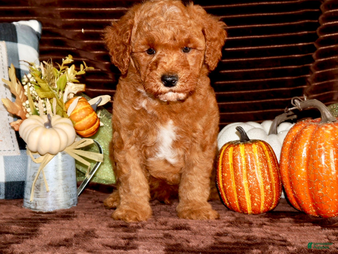 Mini Goldendoodle dogs Mini Goldendoodle 3 - Ad 1