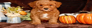 Mini Goldendoodle 3