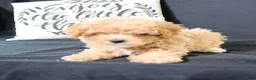 Maltipoo dogs for sale: Max - Ad 10