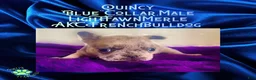 French Bulldog dogs for sale: Quincy “Blue” Collar, Male - Ad 5