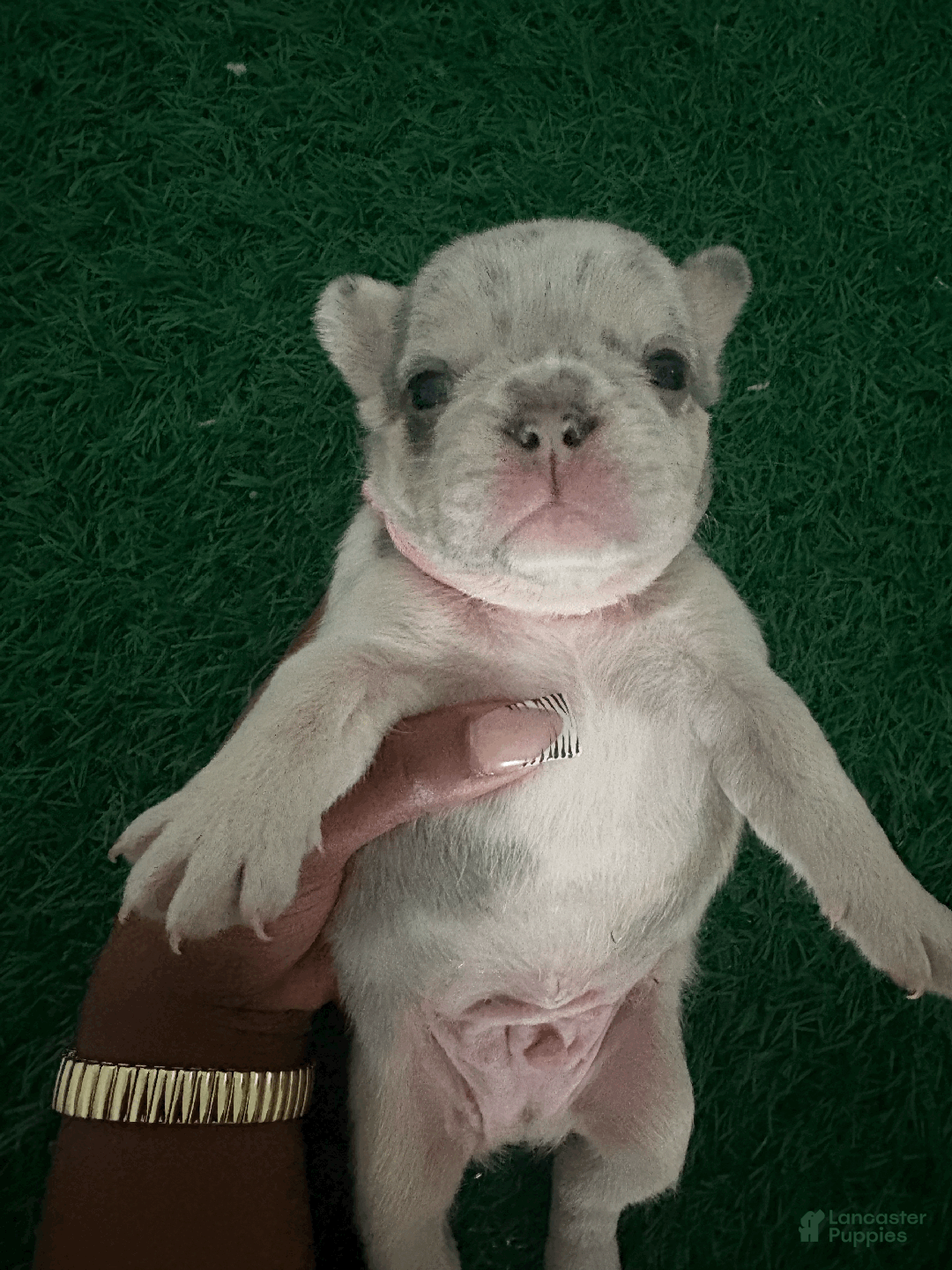 French Bulldog dogs for sale: Junie - Ad 2