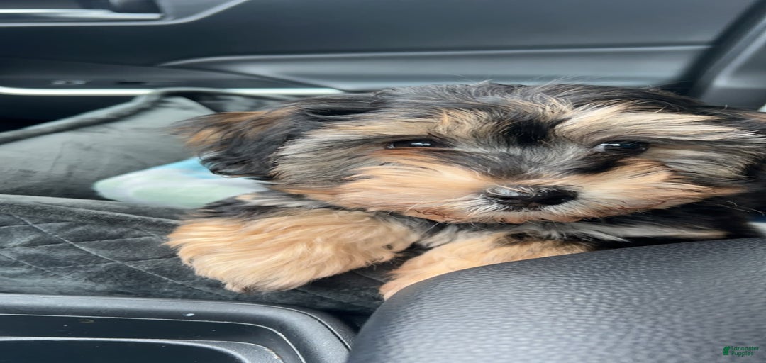 Gallery Image {{count}}