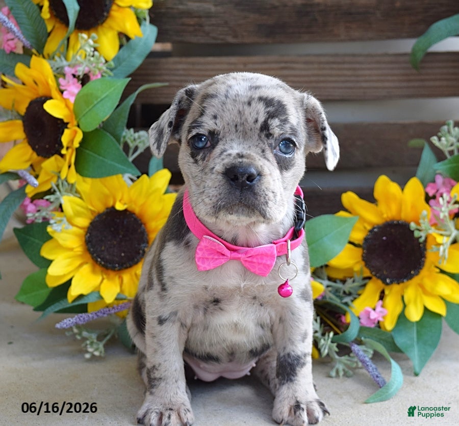 Frug dogs Jenna - Ad 2