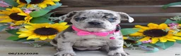 Frug dogs for sale: Jenna - Ad 2