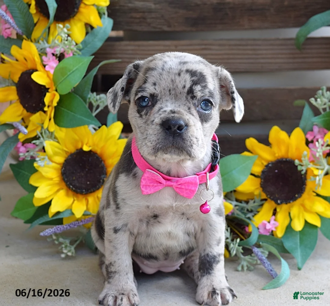 Frug dogs for sale: Jenna - Ad 2