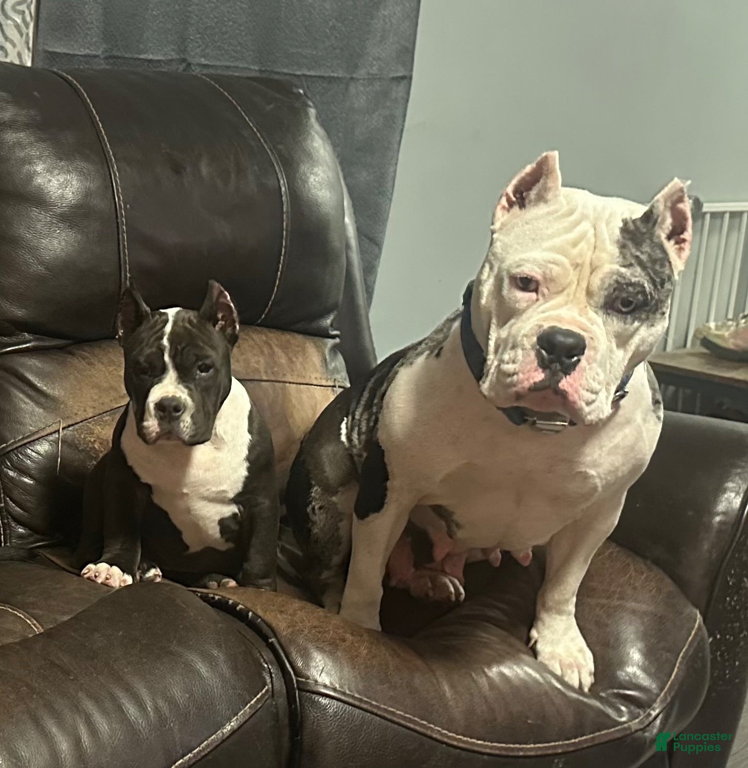 American Bully dogs Kova - Ad 2