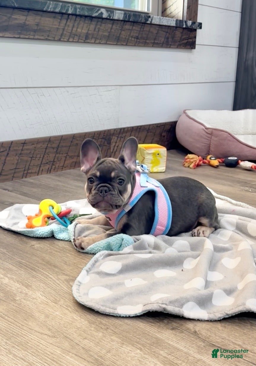 French Bulldog dogs for sale: Maple - Ad 1