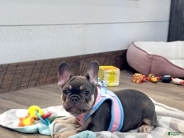 French Bulldog dogs for sale: Maple - Ad 1