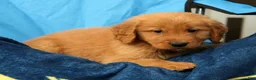 Golden Retriever dogs for sale: Levi - Ad 7