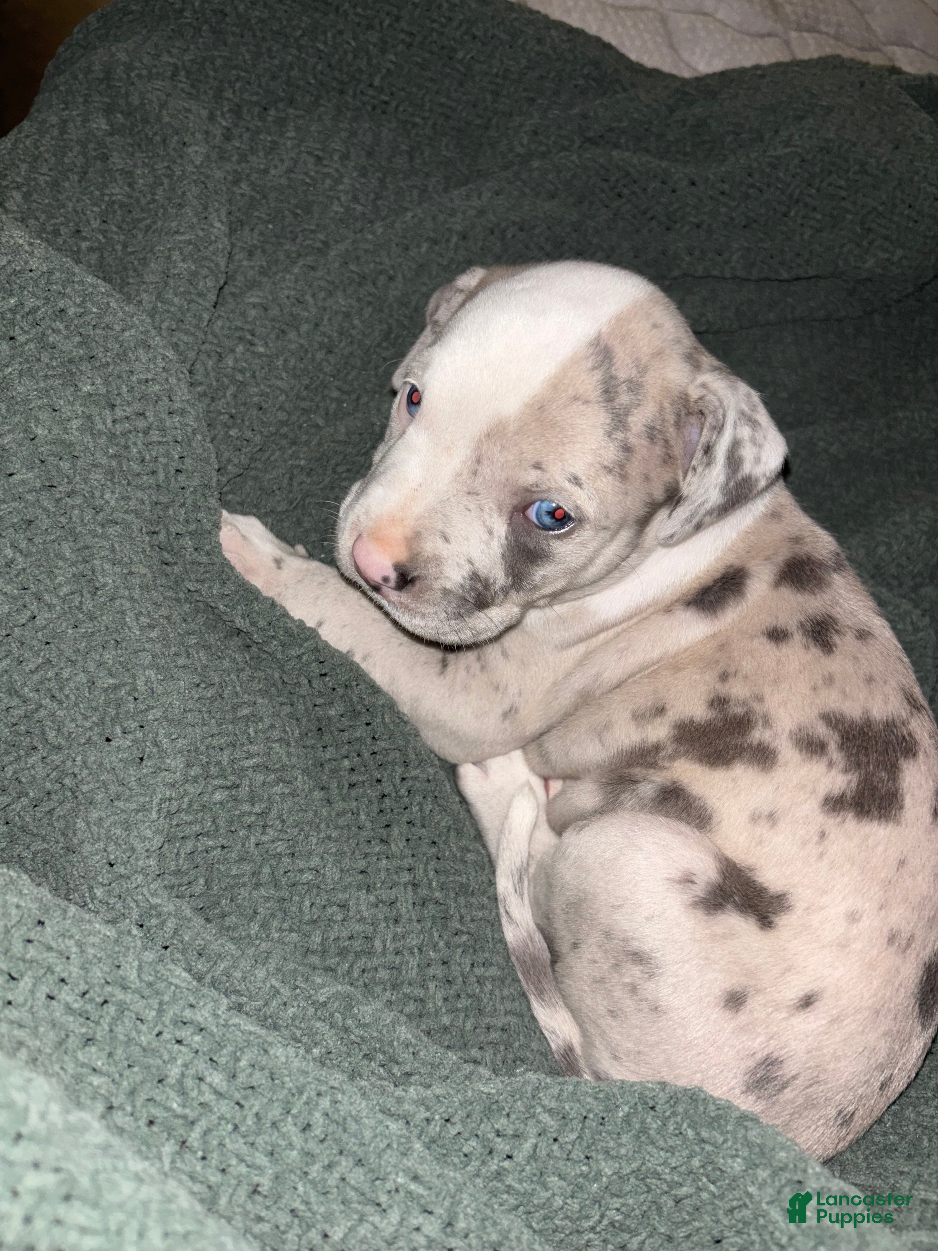 American Bully dogs American Bully 1 - Ad 40