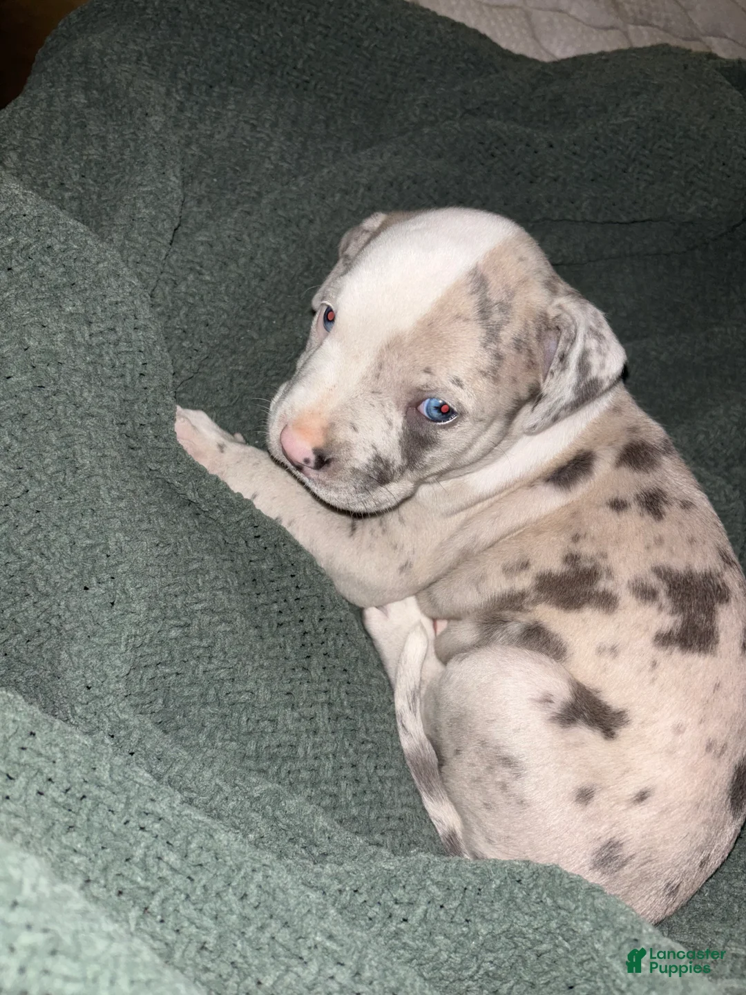American Bully dogs for sale: American Bully 1 - Ad 1