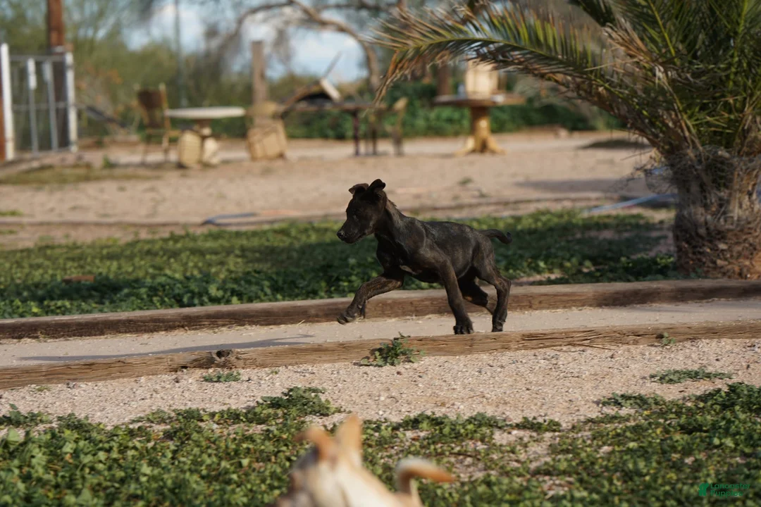 Dutch Shepherd dogs for sale: Dutch black brindle F - Ad 8