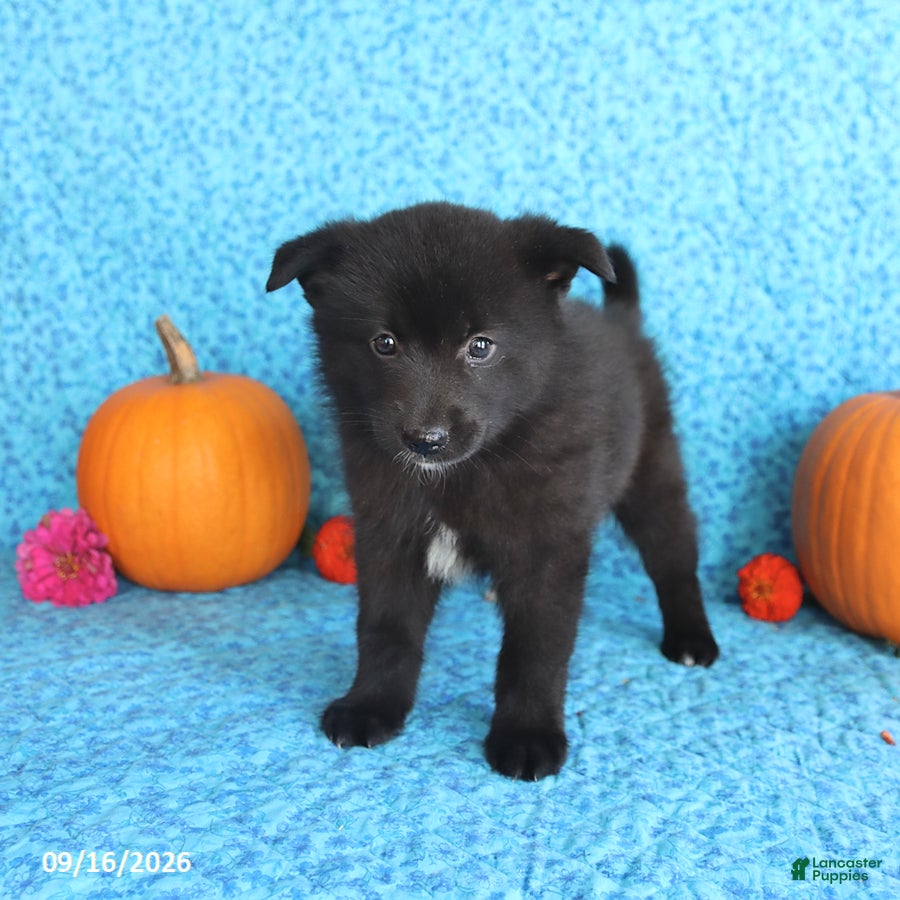 Pomsky dogs Toby - Ad 2