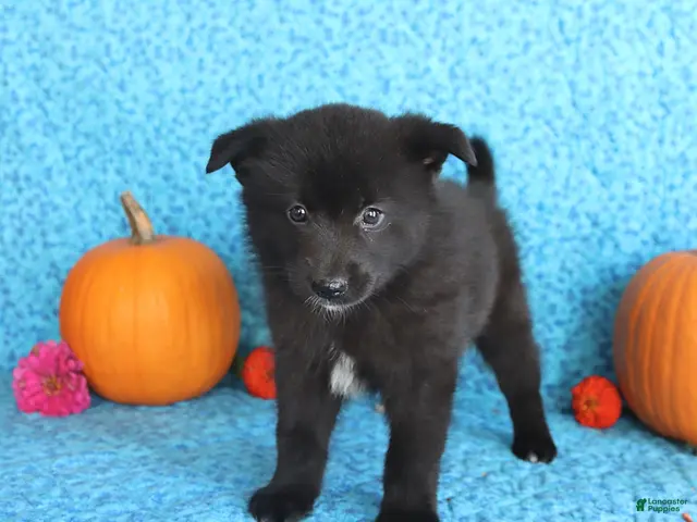 Pomsky dogs for sale: Toby - Ad 2