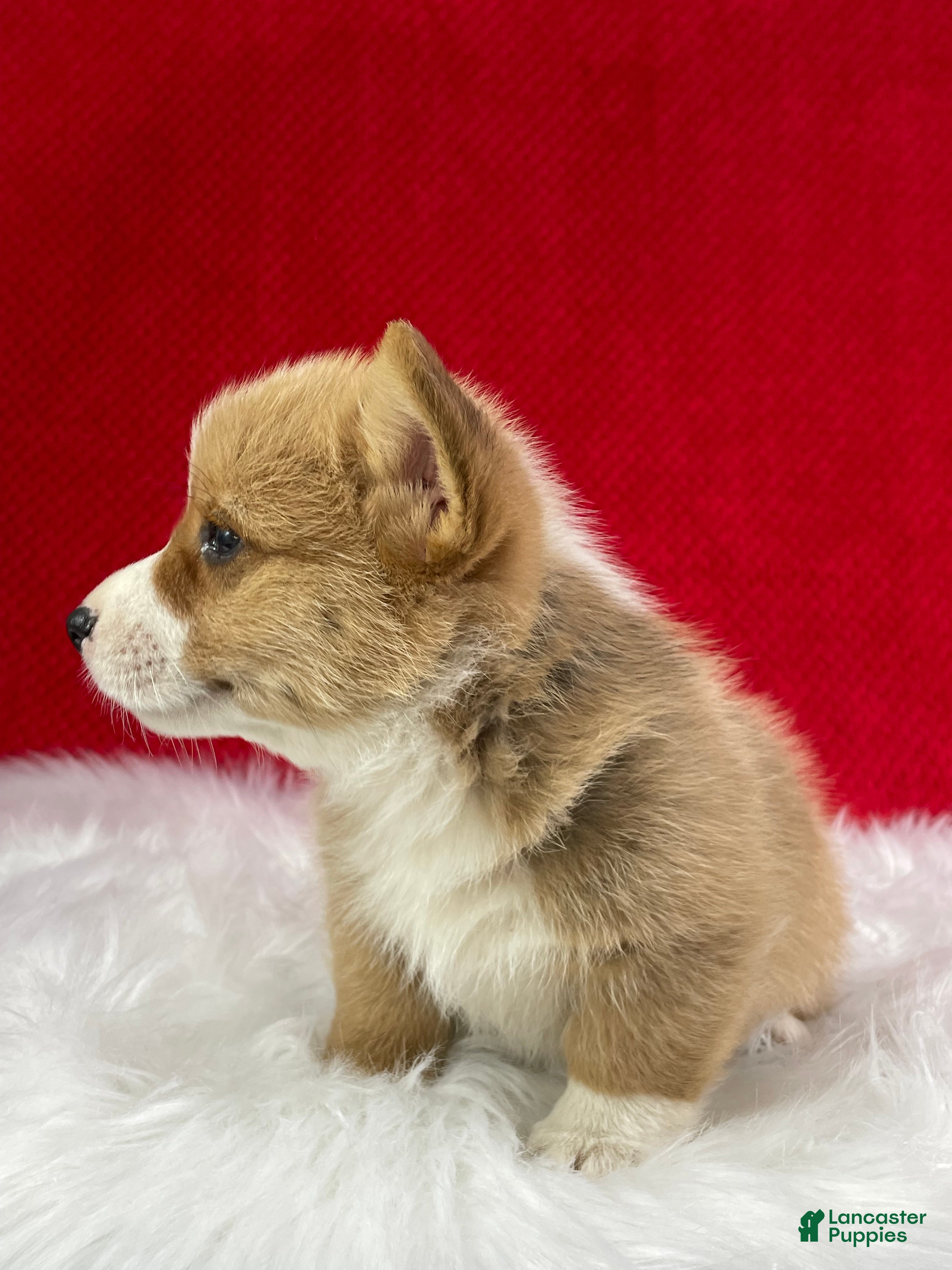 Welsh Corgi Pembroke dogs Finn - Ad 2