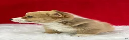 Welsh Corgi Pembroke dogs for sale: Finn - Ad 2