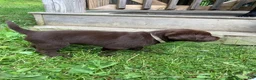 Labrador Retriever dogs for sale: Independence  - Ad 4