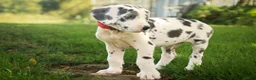 Great Dane dogs for sale: Blake Great Dane  - Ad 17