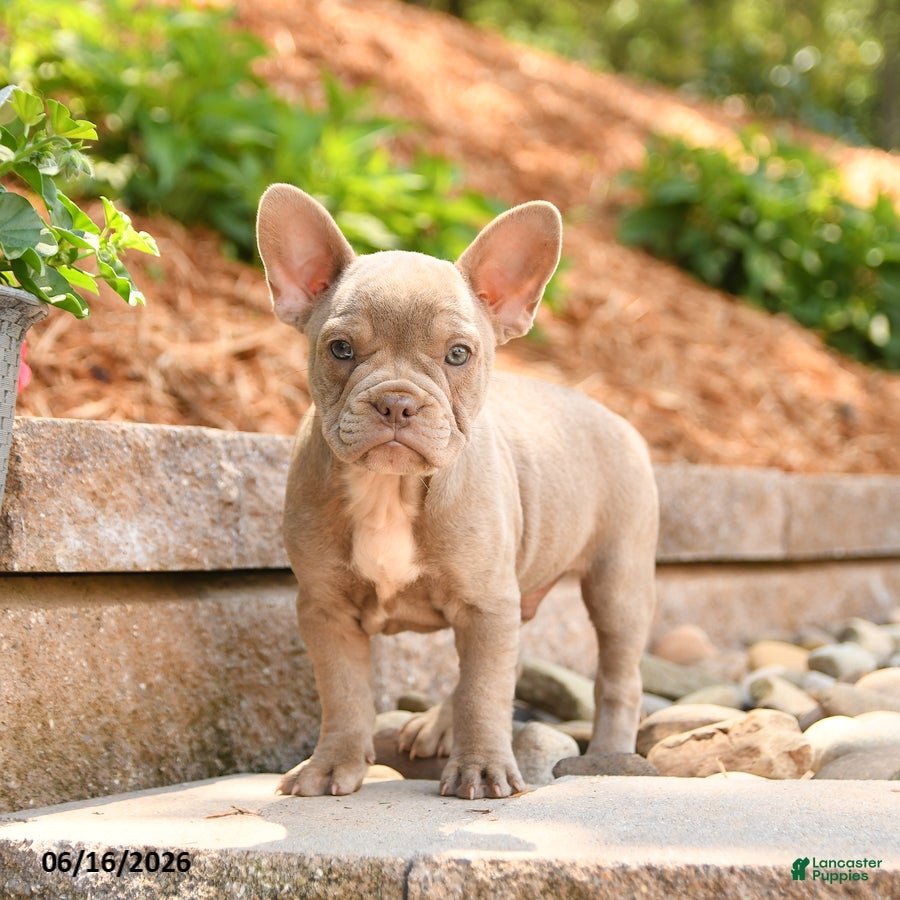 Frenchton dogs Zeke - Ad 1