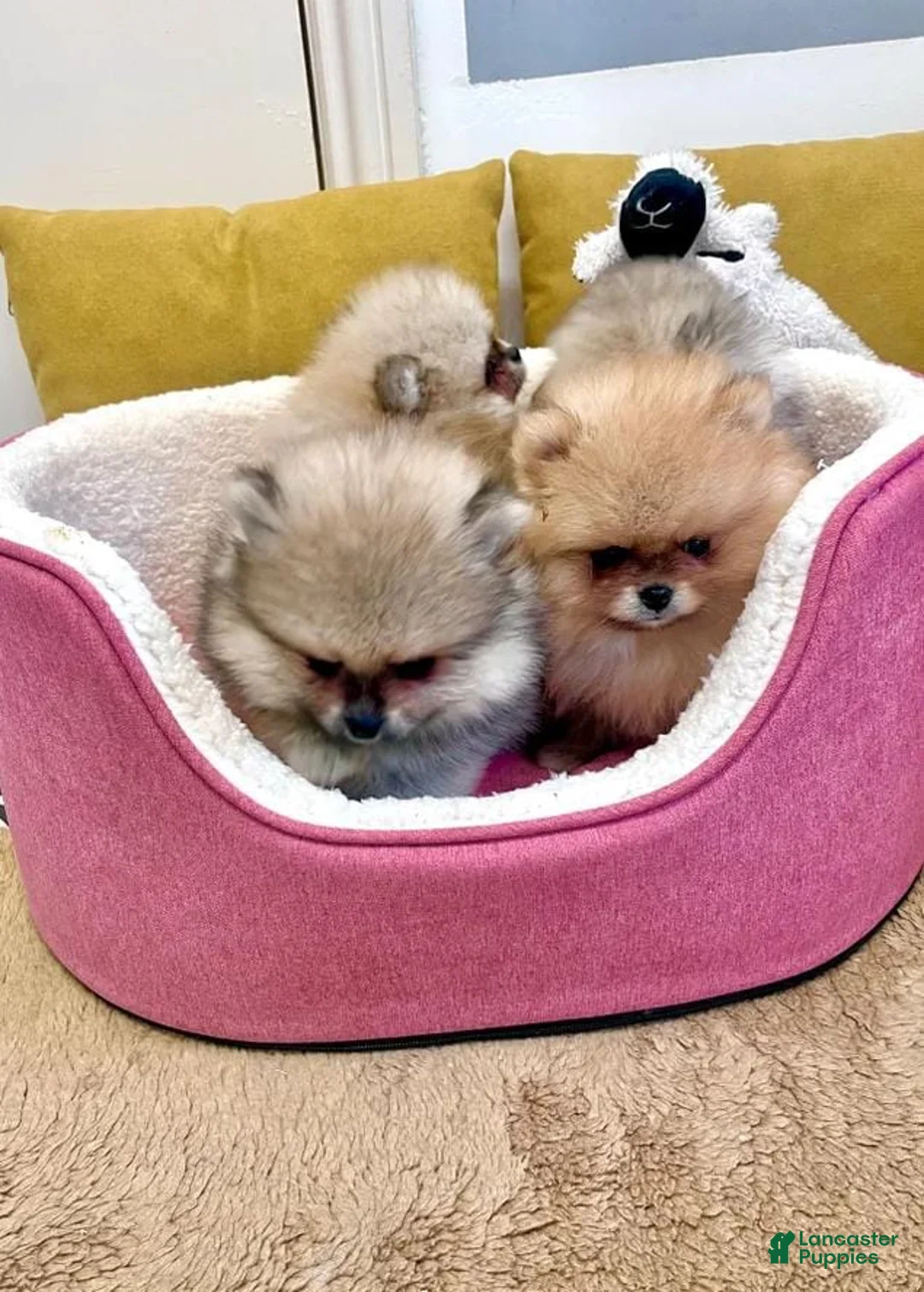 Pomeranian dogs for sale: Max - Ad 7