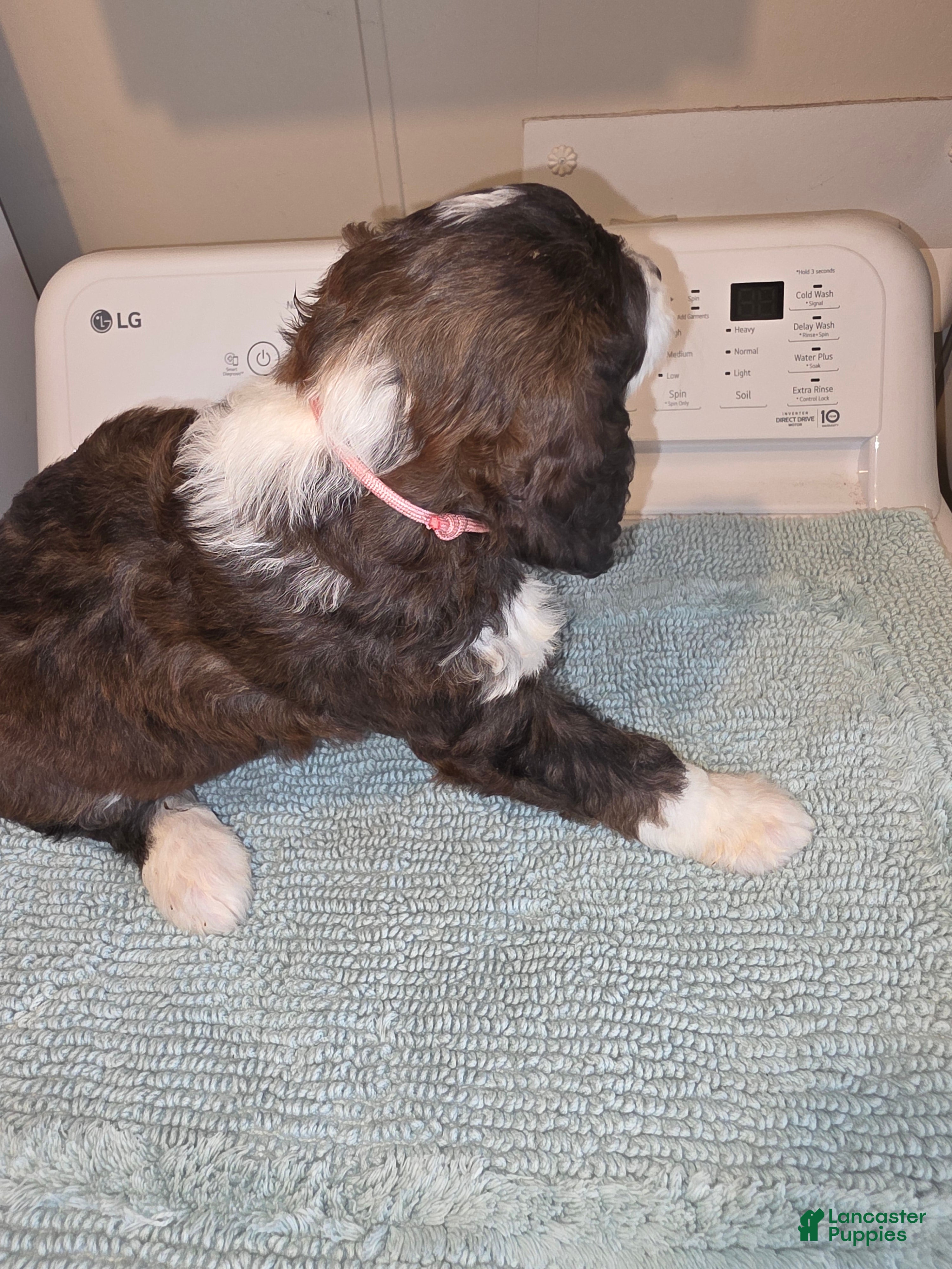 Bernedoodle dogs Barbie - Ad 15