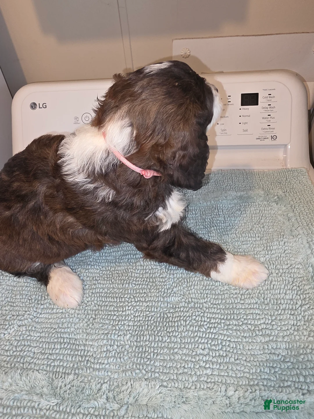 Bernedoodle dogs for sale: Barbie - Ad 1