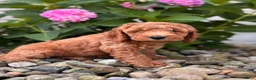 Whoodle dogs for sale: Mini Georgia ( Georgie)  - Ad 3