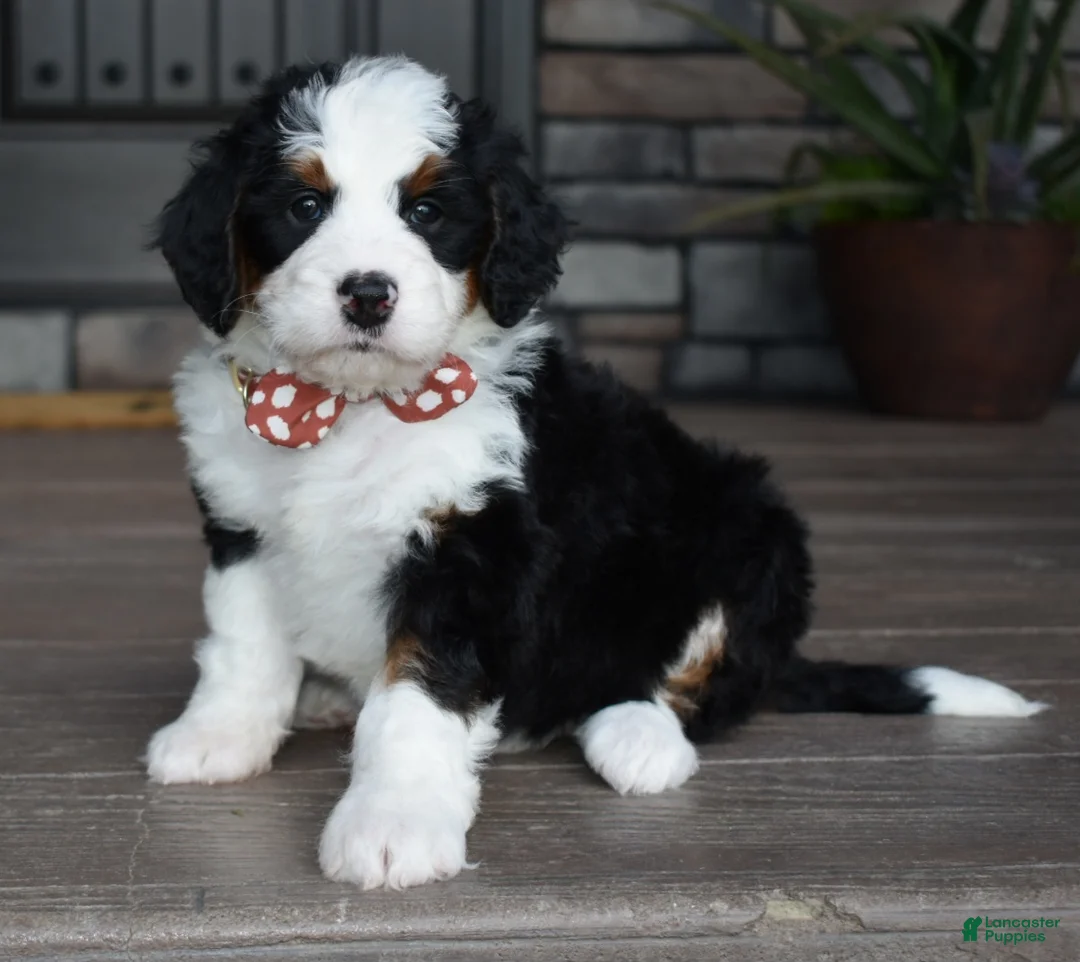 Mini Bernedoodle dogs for sale: Jazzie - Ad 1