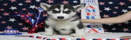 Siberian Husky dogs for sale: Storm  - Ad 3