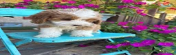 Mini Bernedoodle dogs for sale: Dolly - Ad 8