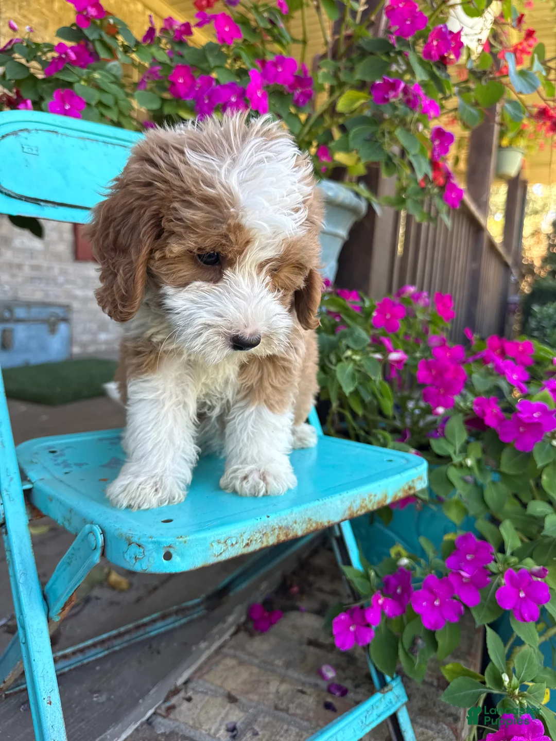 Mini Bernedoodle dogs for sale: Dolly - Ad 8