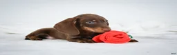 Miniature Dachshund dogs for sale: Asher - Ad 5