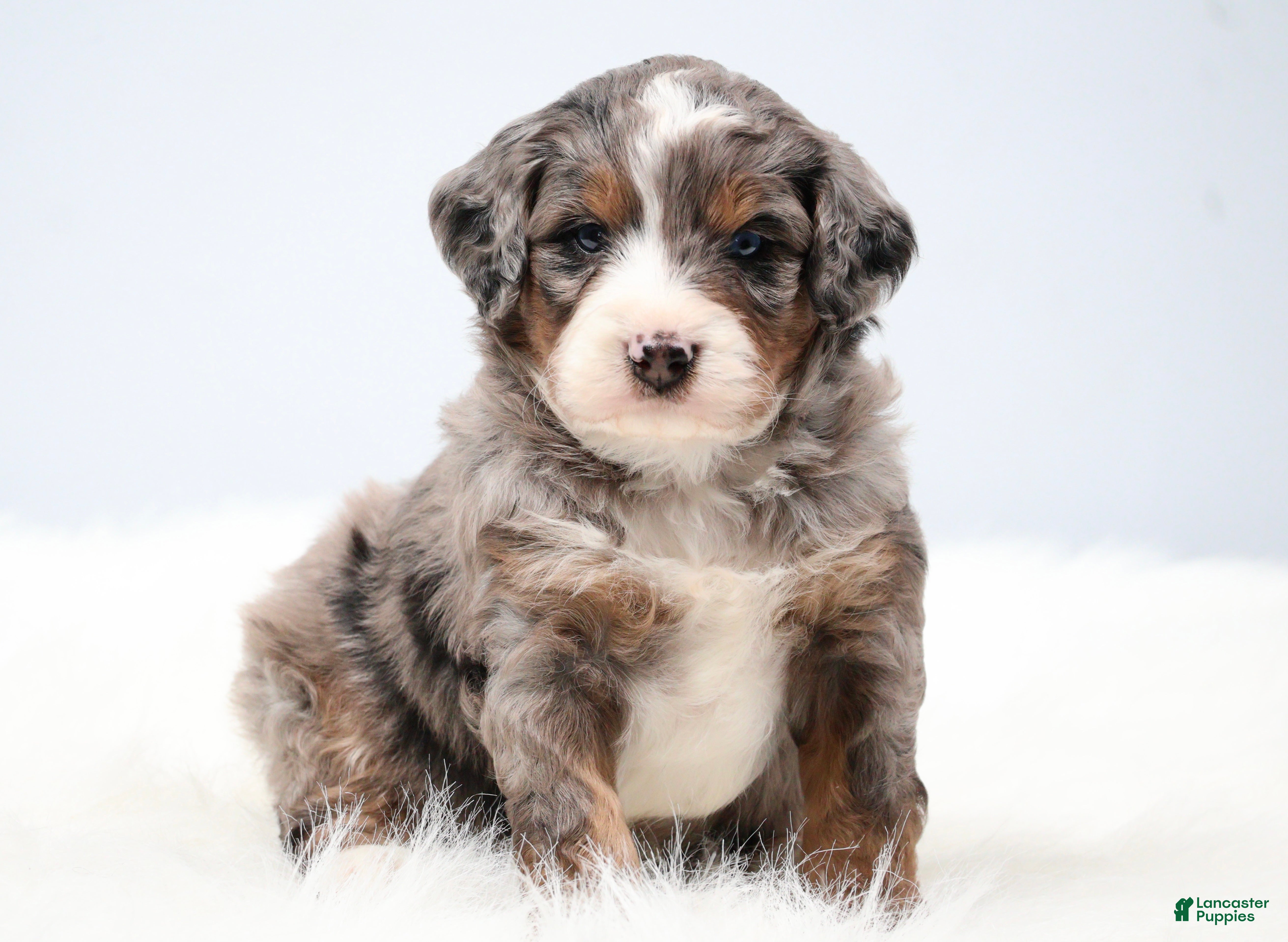 Mini Bernedoodle dogs Finn - Ad 2