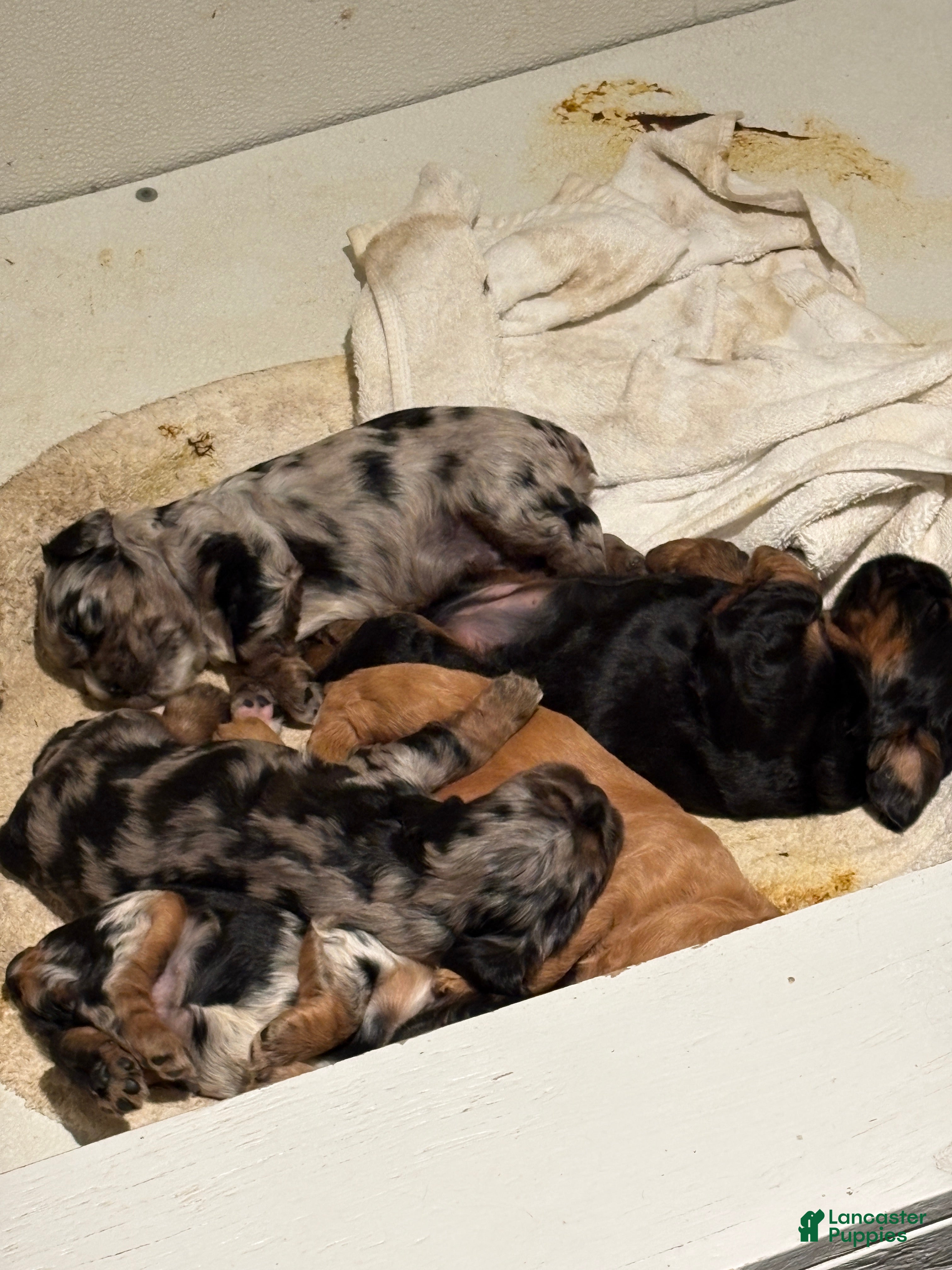 Cocker Spaniel dogs Harrison - Ad 2