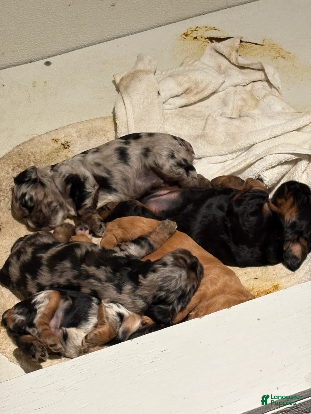 Cocker Spaniel dogs for sale: Harper - Ad 2